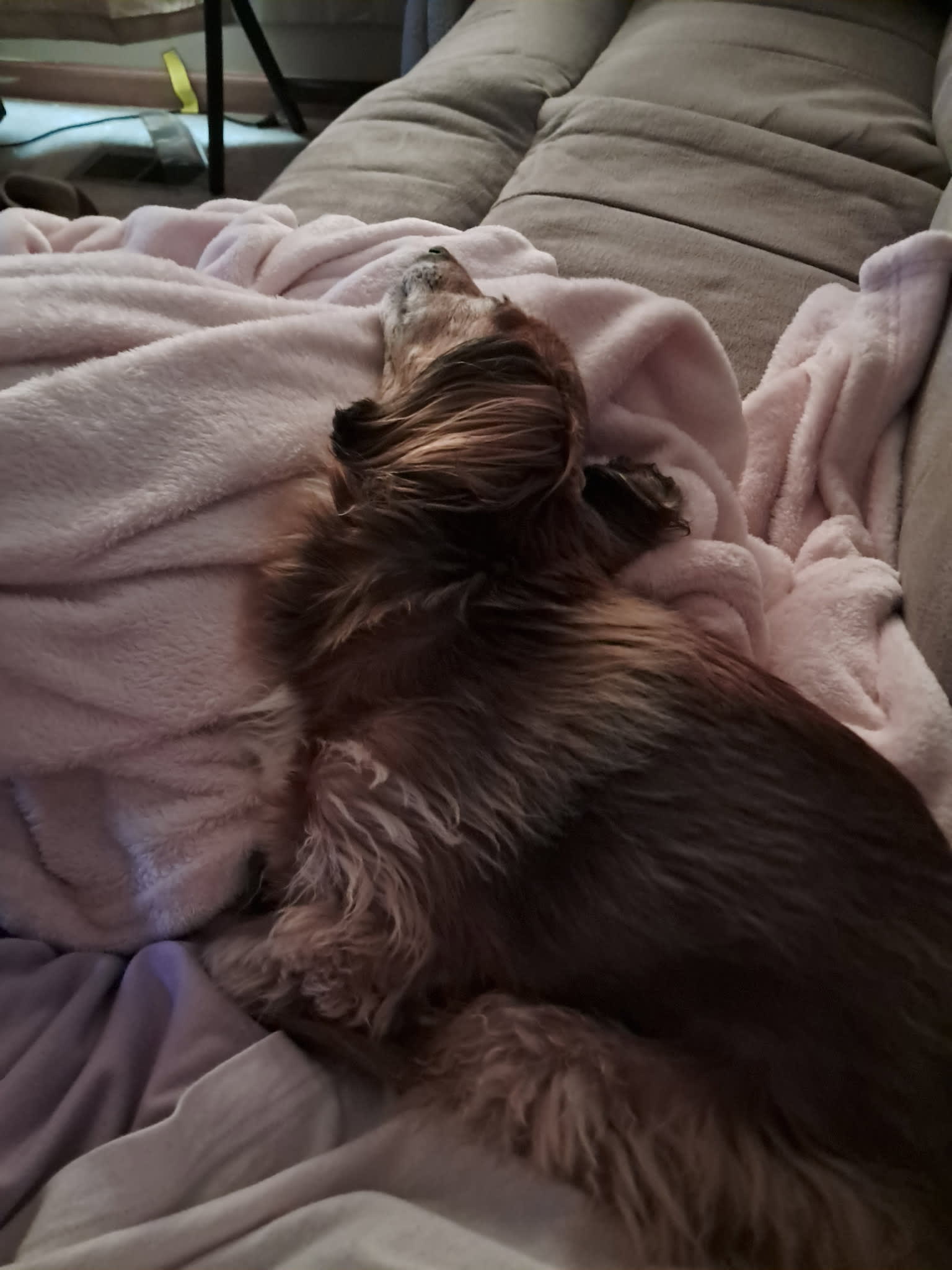 Penelope