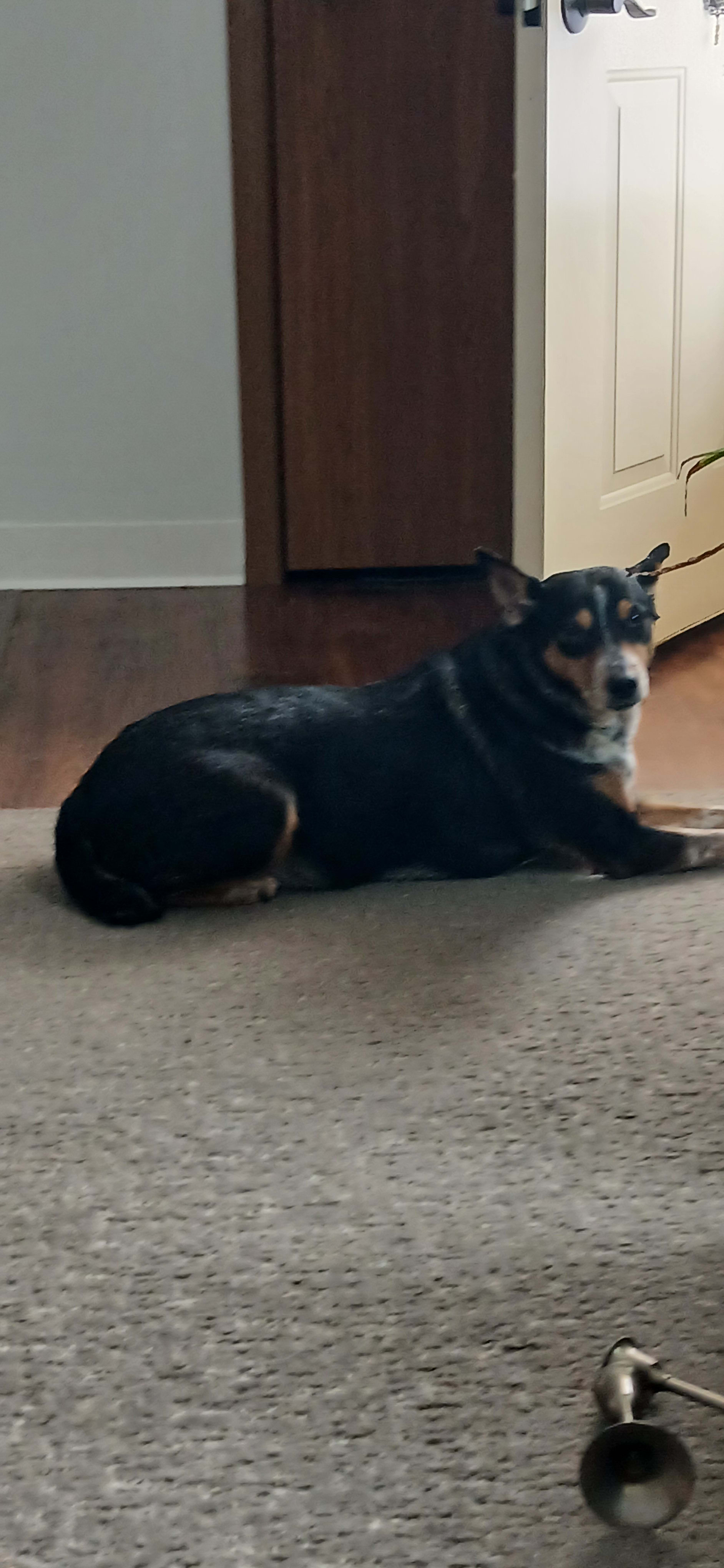 Bailey Boo