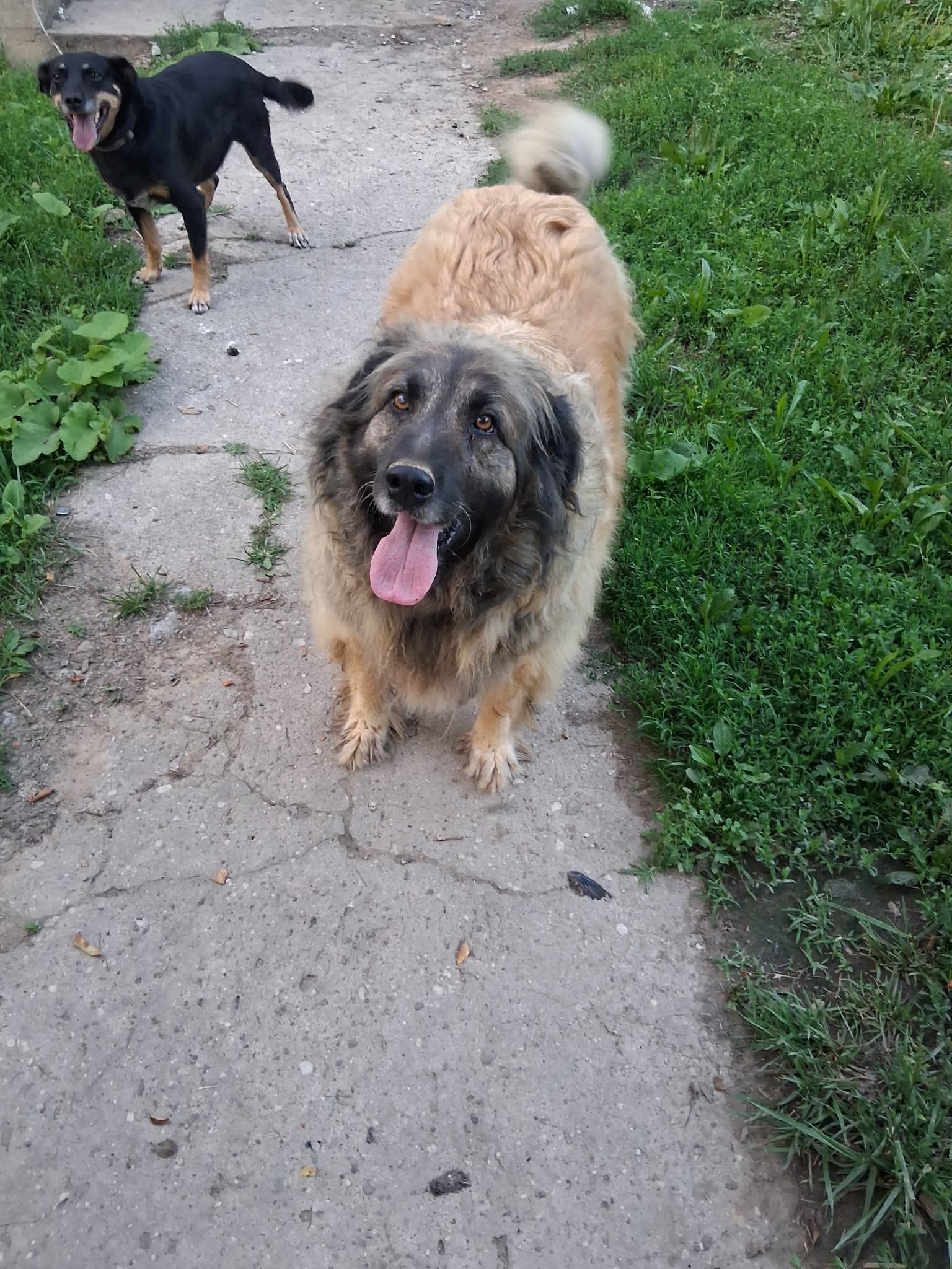 Moe