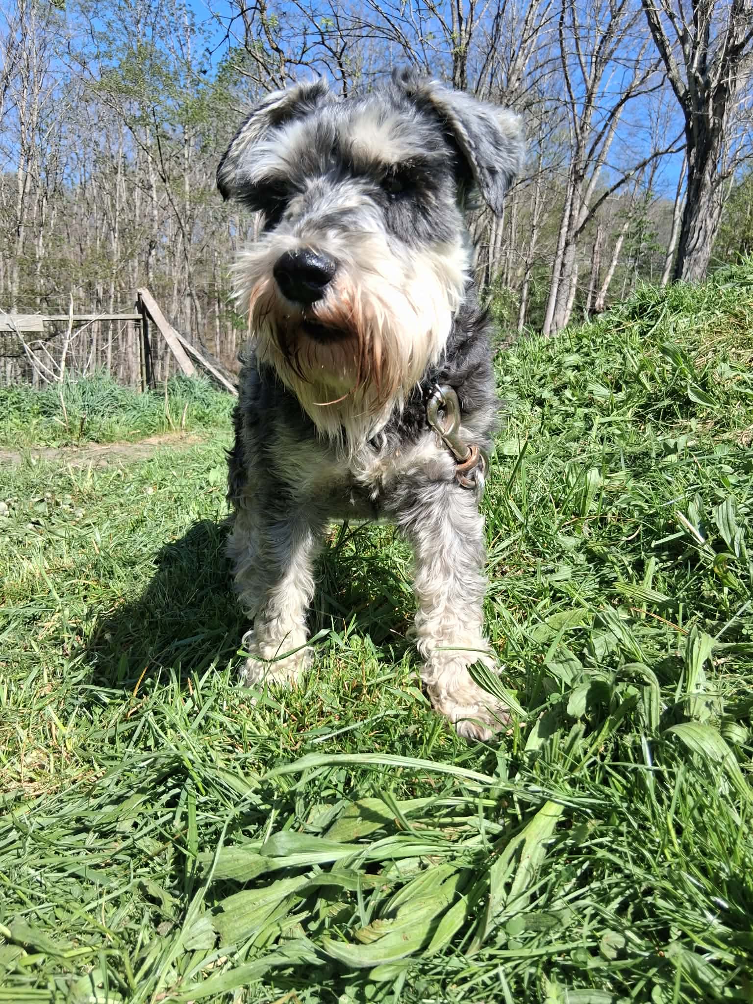 Moe