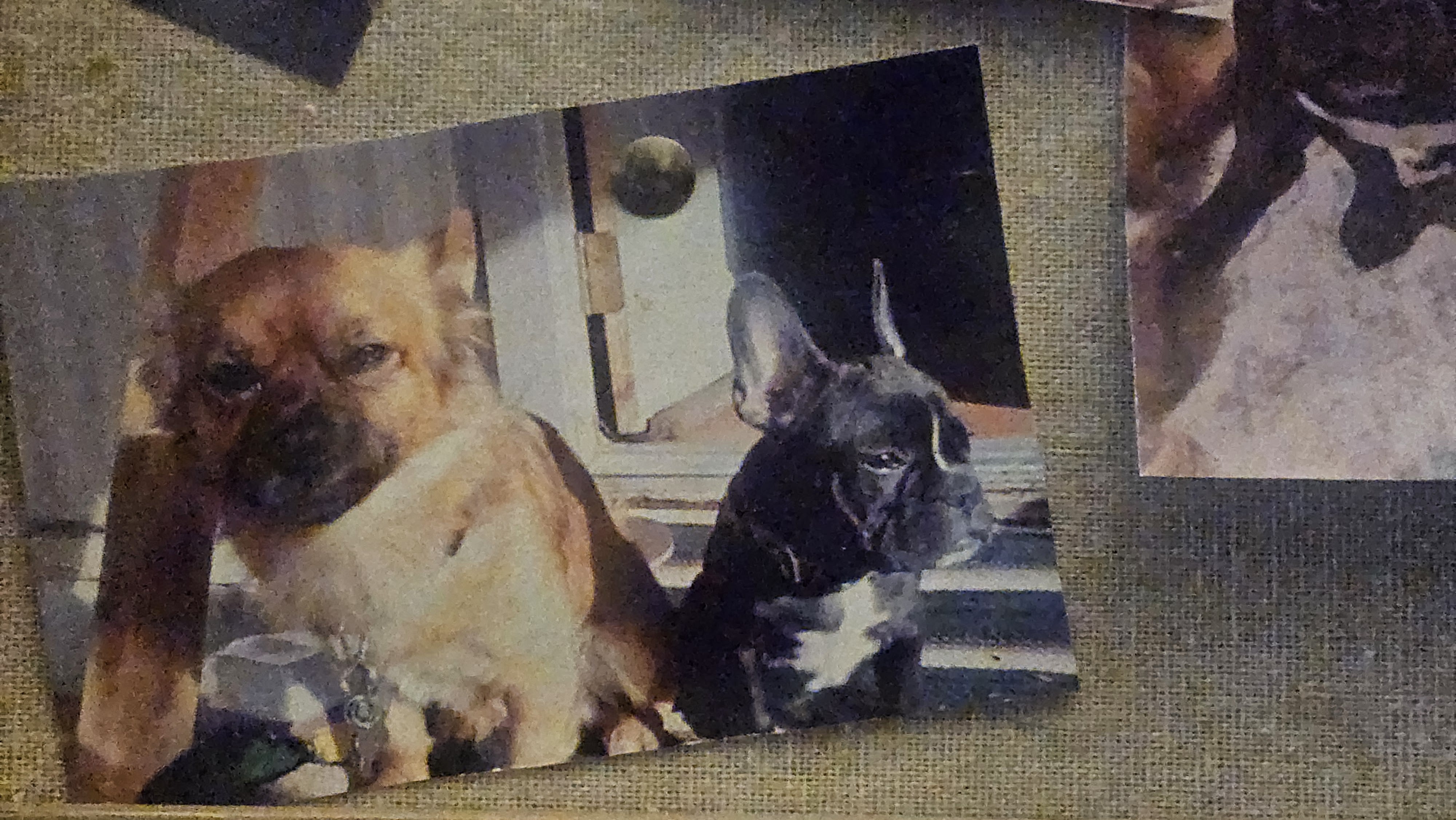 Milo and Otis