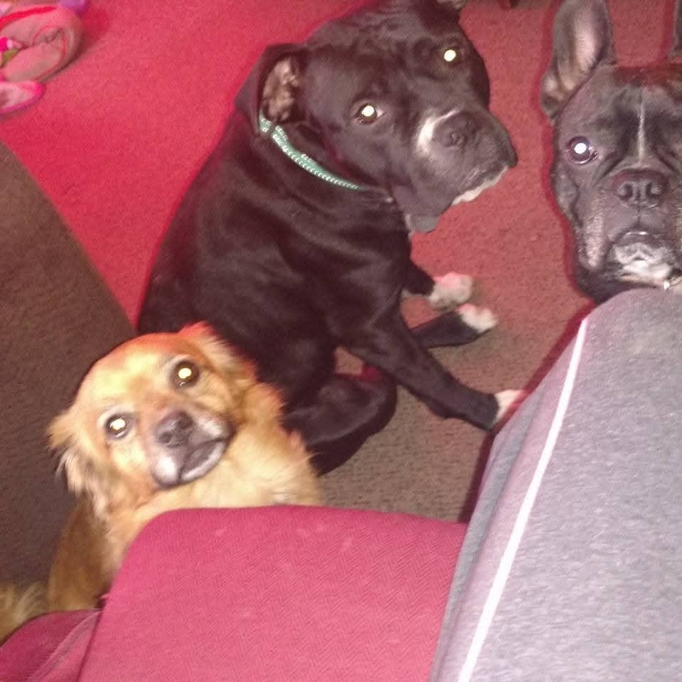 Milo and Otis