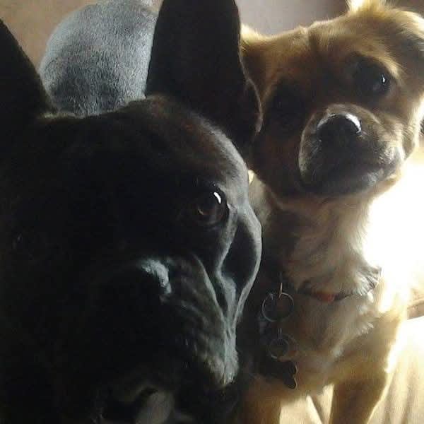 Milo and Otis