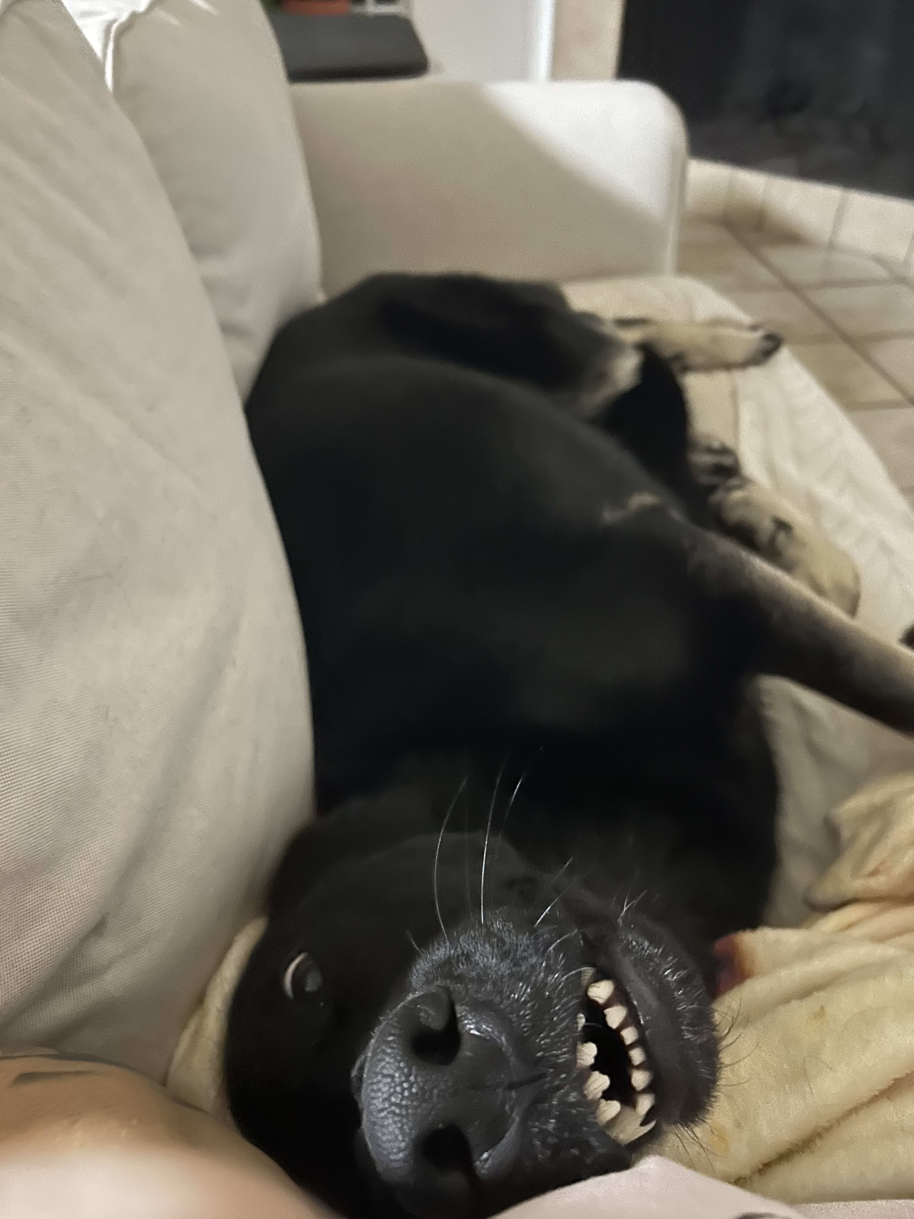Milo