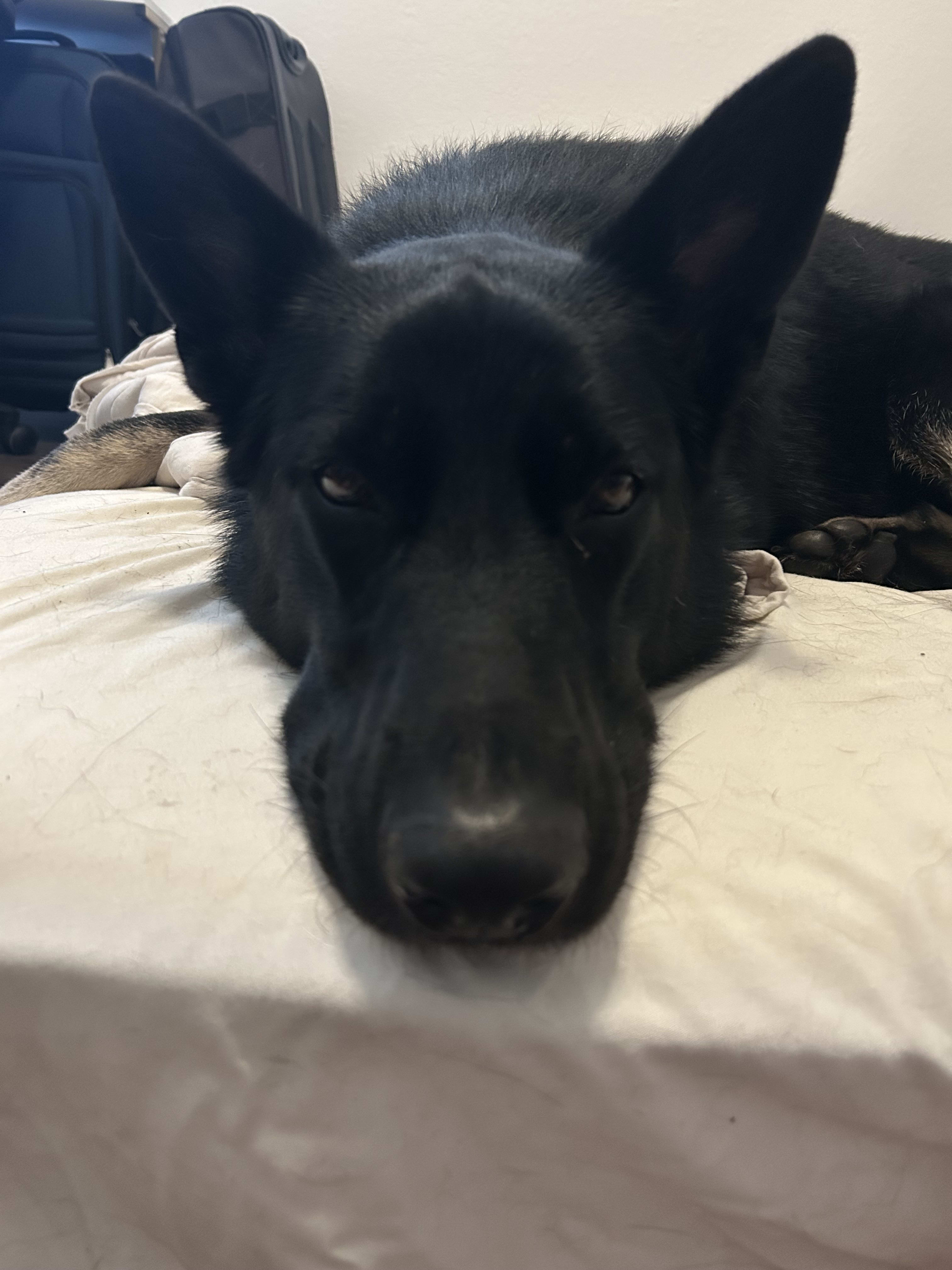 Milo