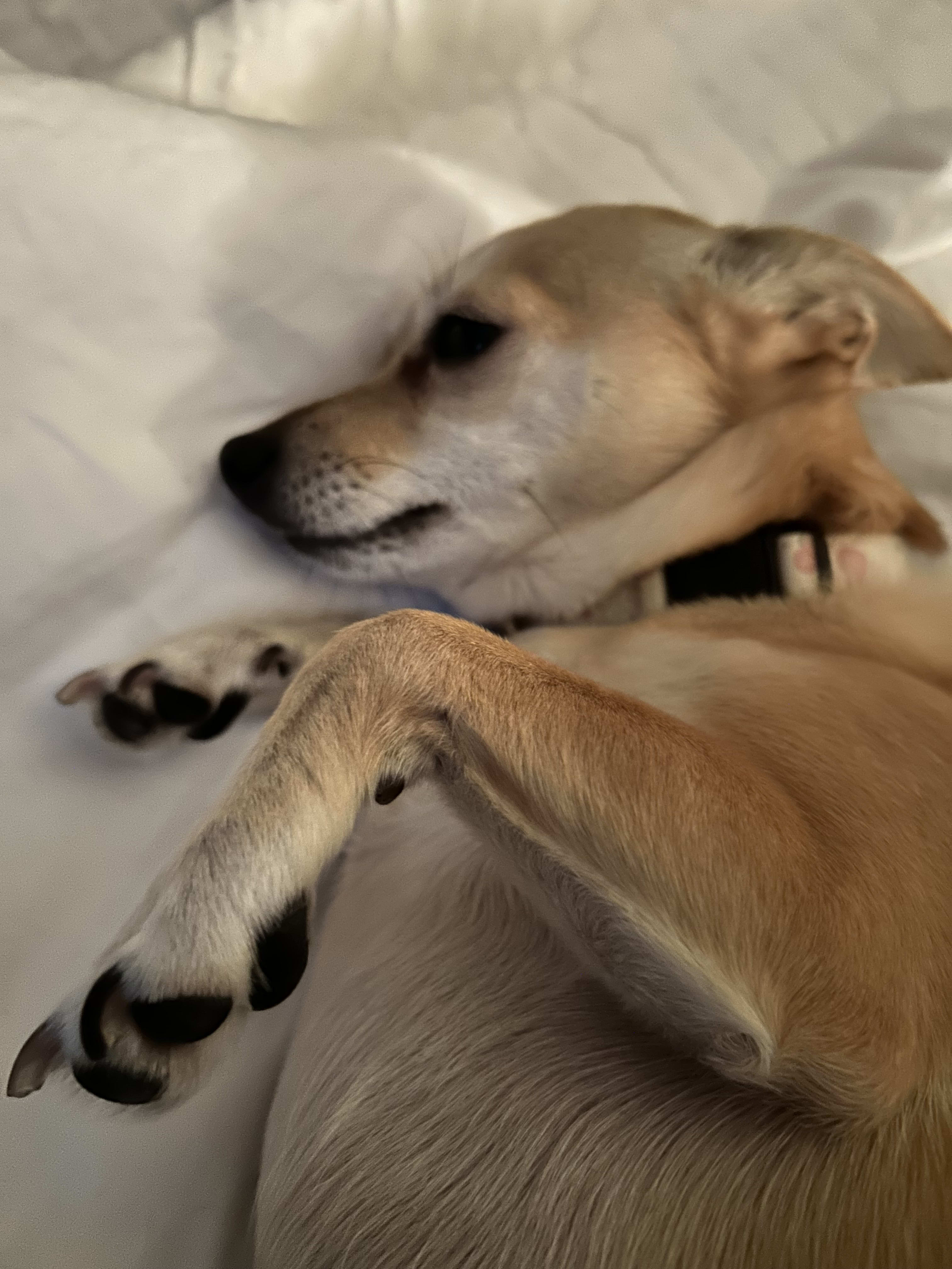 Maggie