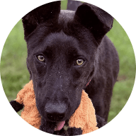 City of Nashville GA Animal Shelter