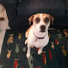 Midge B.
