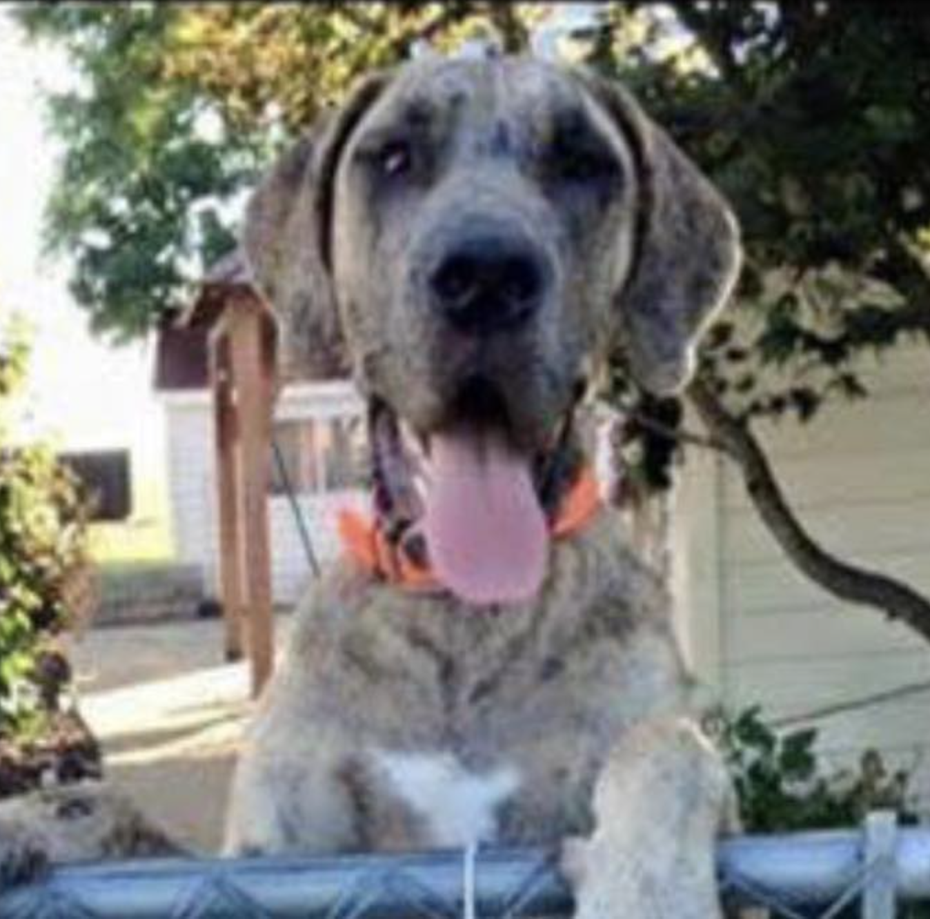 Bentley Farms Great Dane Rescue