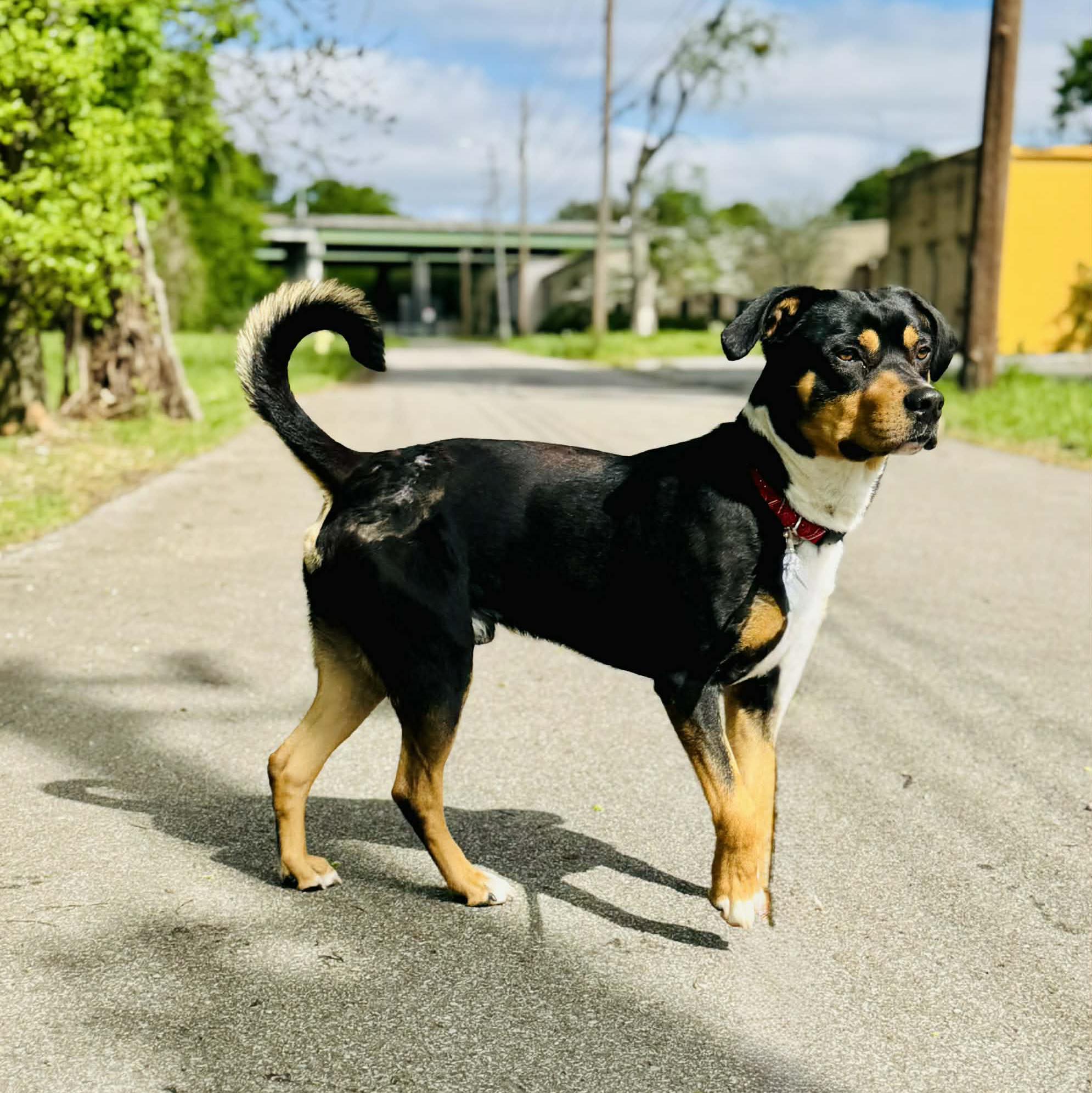 Notorious D.O.G. Dog Rescue