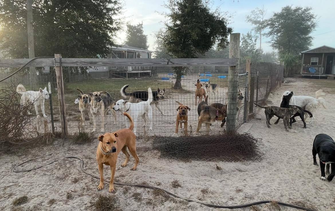Rescue to the Max: Max’s Legacy Inc.