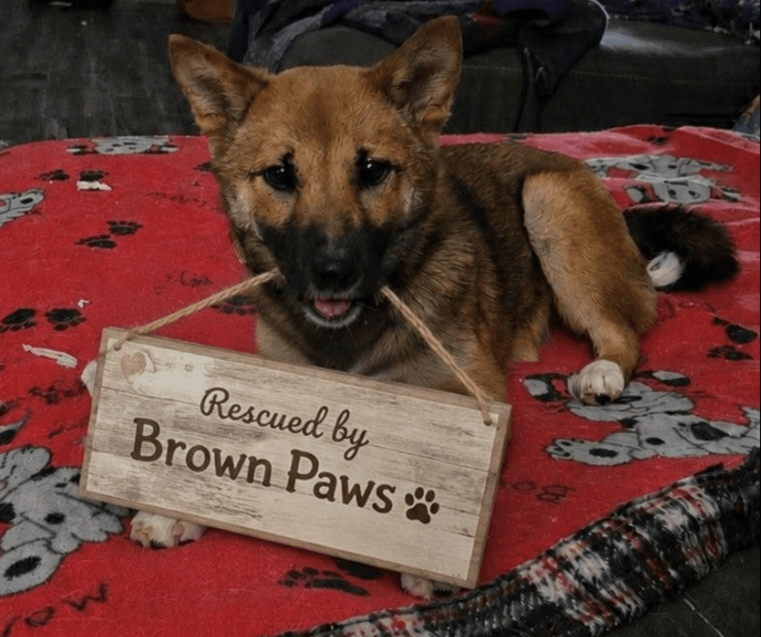 Brown Paws Home and Pet Sitting Services