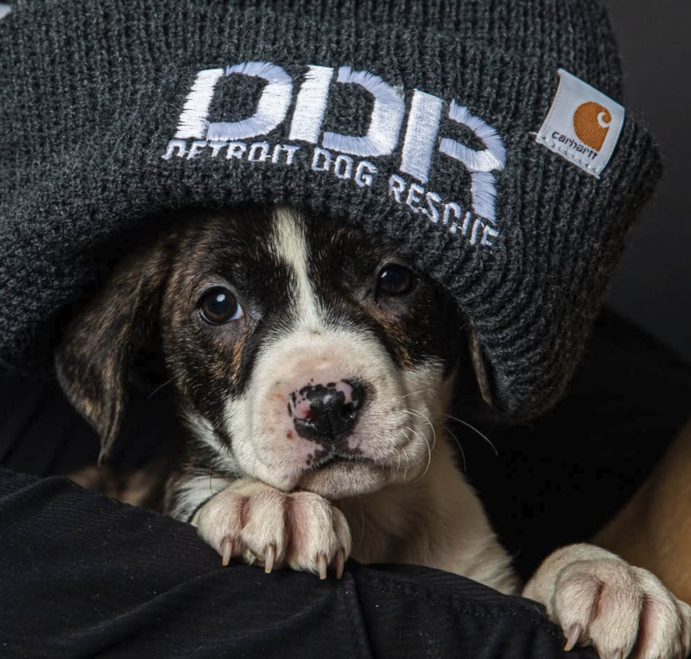 Detroit Dog Rescue