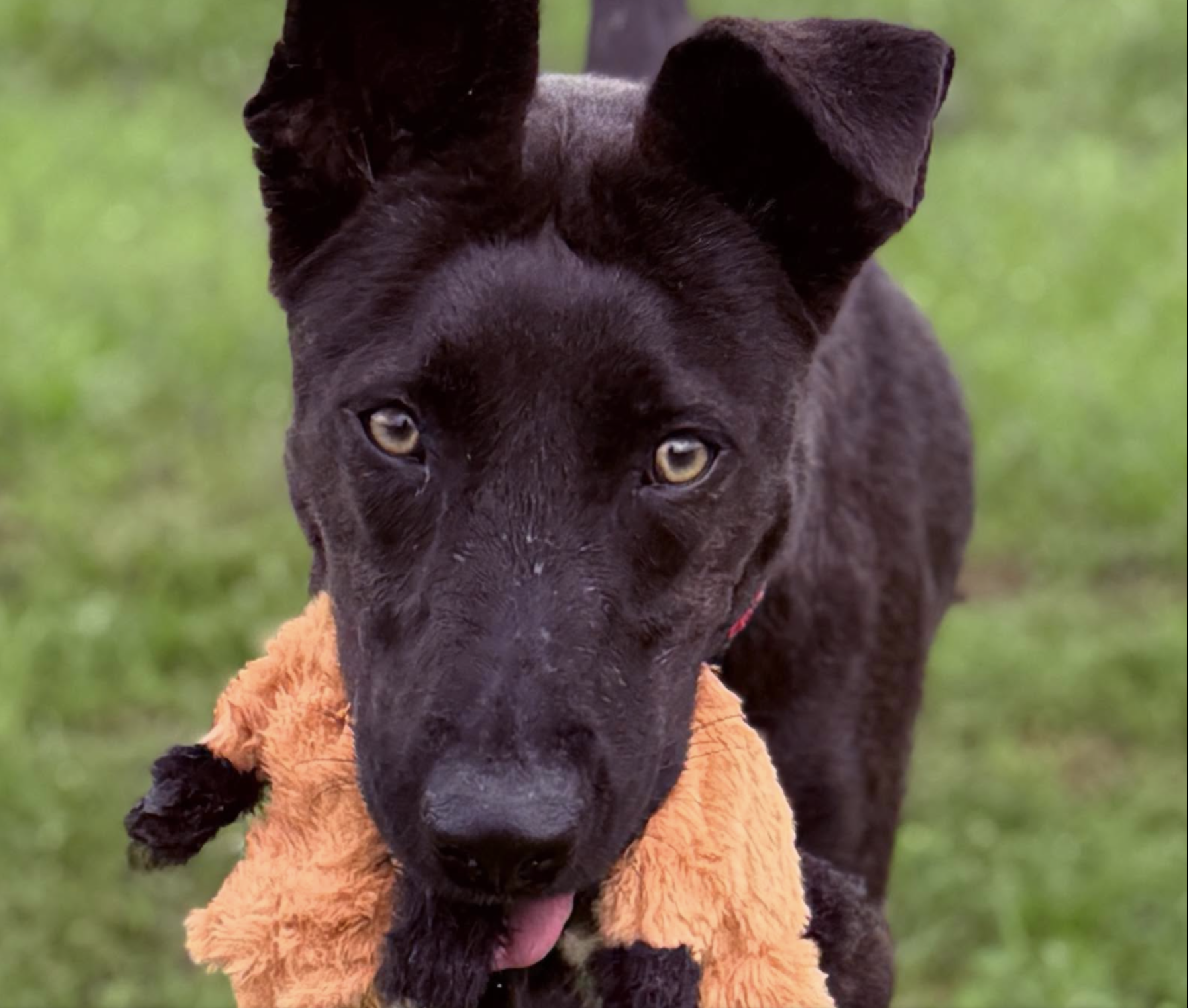 City of Nashville GA Animal Shelter
